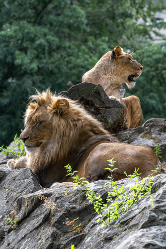 Male and Female Lion (Panthera leo) Resting