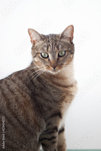 Serious tabby cat. Short hair single cat