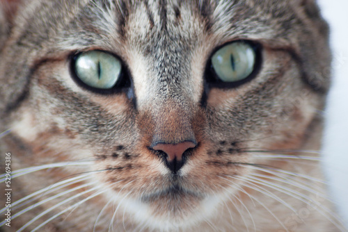 Close up to a cat face. Tabby short hair cat watching in the camera © Alexandra