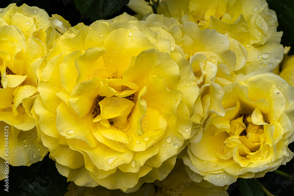 Flowers of ‘Walking on Sunshine’ Floribunda Rose Flowers of ‘Walking on Sunshine’ Floribunda Rose