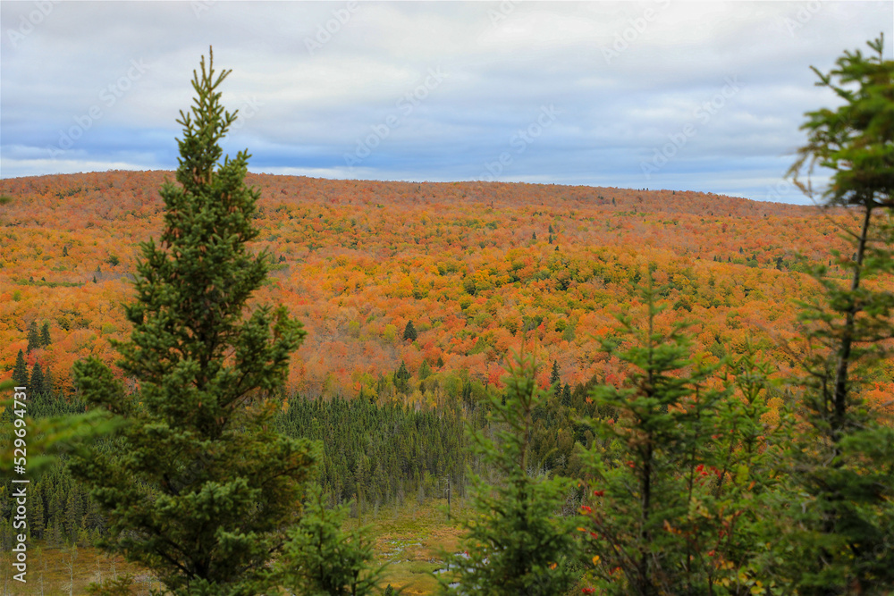 Colorful Fall Leaves and Tree Foliage on the Lake Superior Hiking Trail