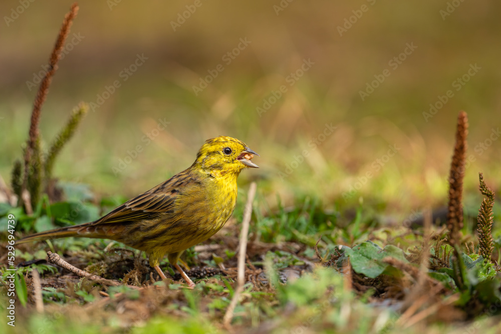 Obraz premium Yellowhammer