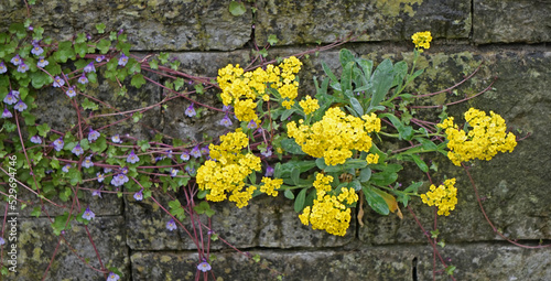 Cymbalaria muralis or ivy-leaved toadflax combined with Aurinia saxatilis or basket of gold grow in the joints of a wall