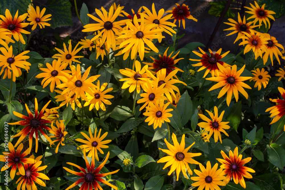 black eyed susan flower bed, blooming black eyed susan flower bed, blooming