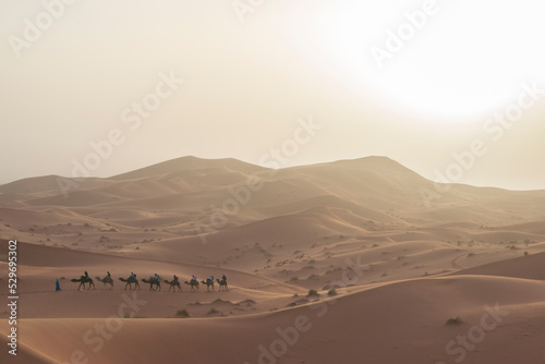 Camel Caravan in Erg Chebbi  Sahara Desert  Morocco.