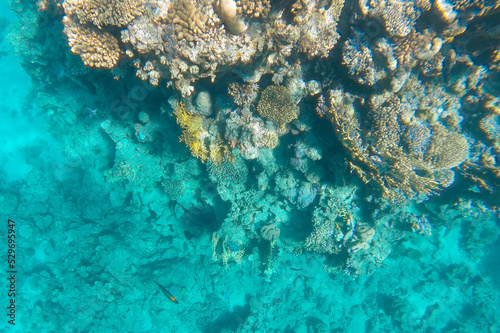 a coral reef with living inhabitants is visible through the azure water.