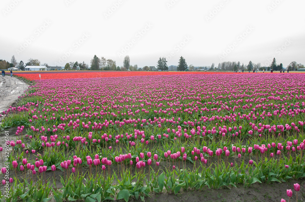 A shot of rows of pink tulip field at the Skagit Valley Tulip Festival, La Conner, USA