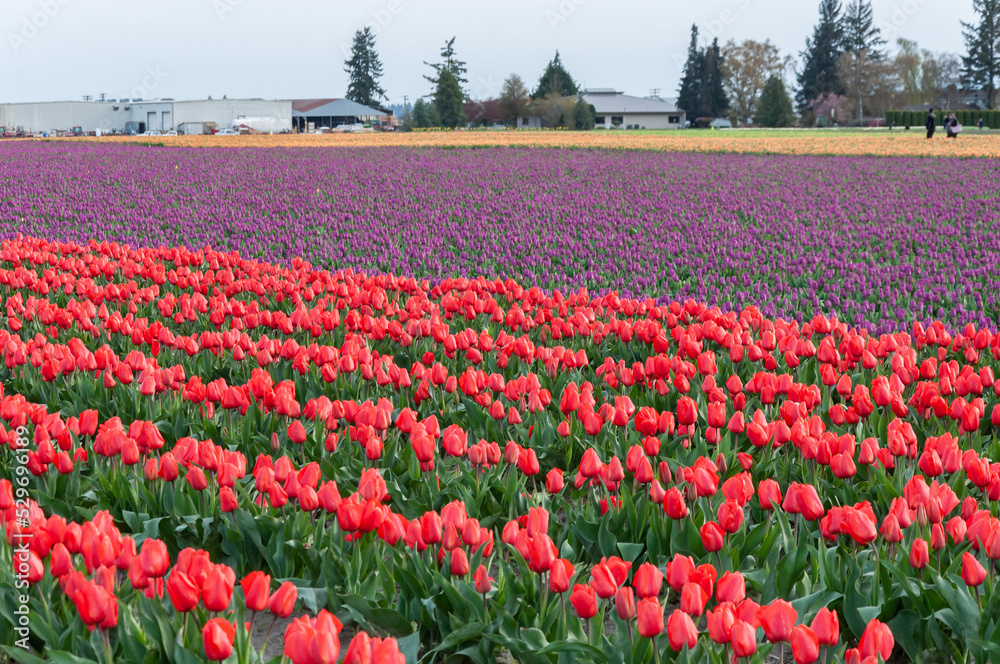 Closer shot of flower fields with red and violet tulips at the Skagit Valley Tulip Festival, La Conner, USA