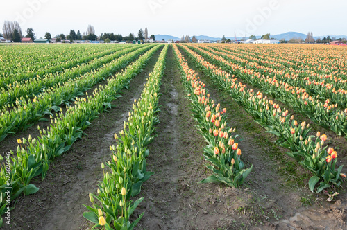 Rows of colorful tulip fields at the Skagit Valley Tulip Festival, La Conner, USA