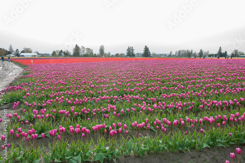 A shot of rows of pink tulip field at the Skagit Valley Tulip Festival, La Conner, USA