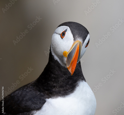 atlantic puffin or common puffin © Neil