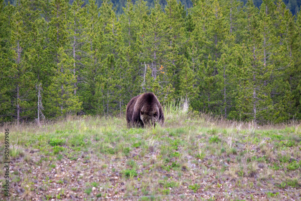 Grizzly Bear Grizzly Bear