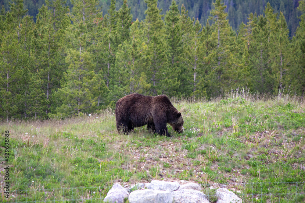 Grizzly Bear Grizzly Bear