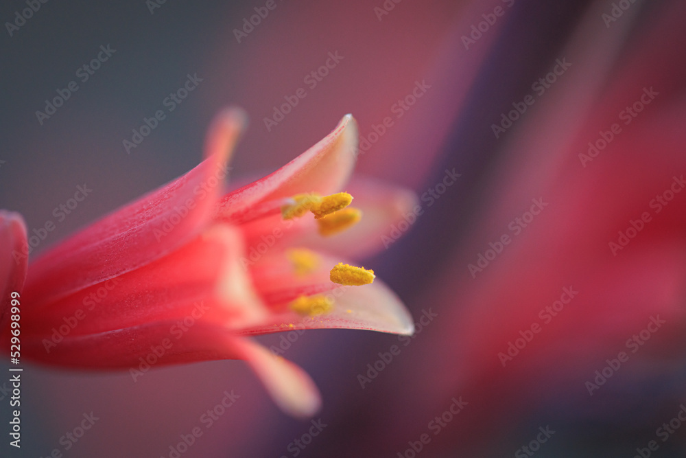 Fototapeta premium Closeup blooming flowers, brightly colored, fresh buds plants