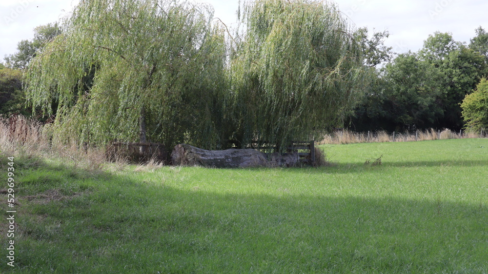 tree in the grass