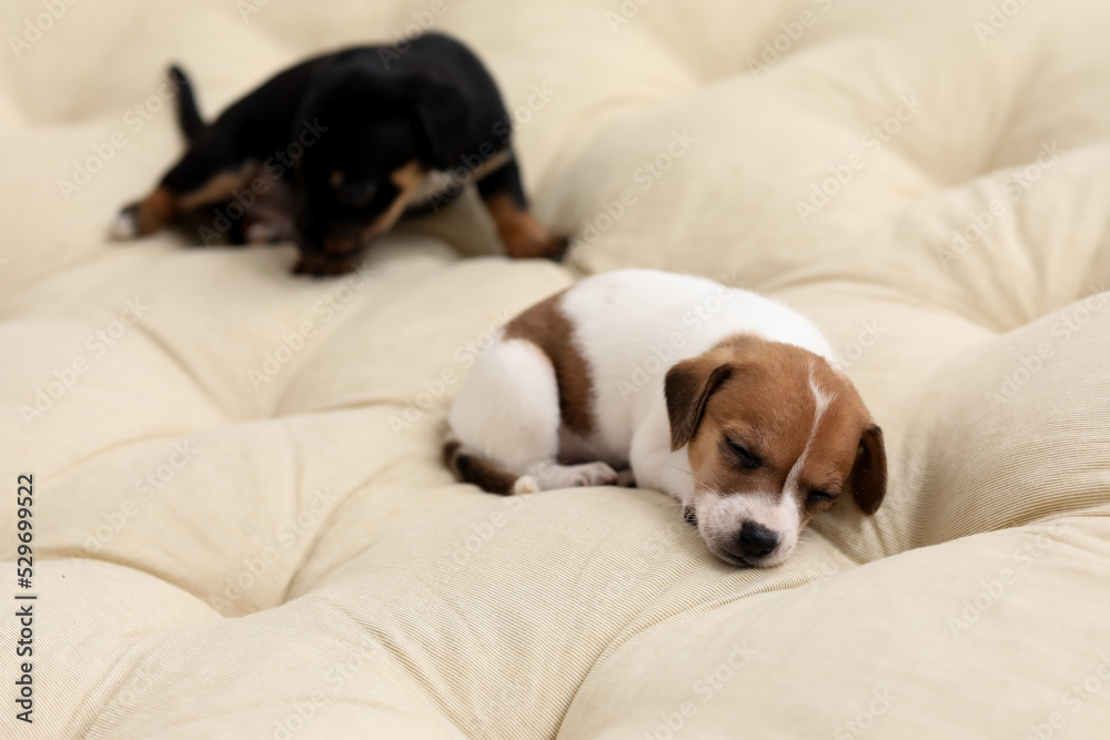 Cute puppy sleeping on cushion at home Cute puppy sleeping on cushion at home