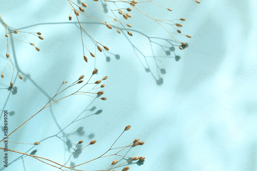 aesthetic minimal blue background with dry small autumn flowers, natural sunlight and shadows