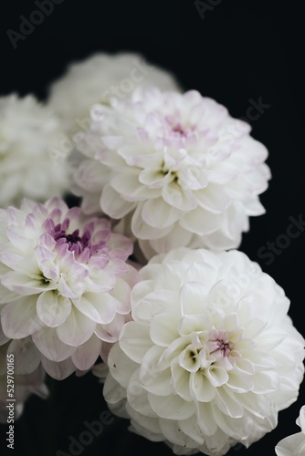 white chrysanthemum flower © 17021990