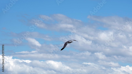 A gray seagull flying high in the cloudy blue summer sky © Jack