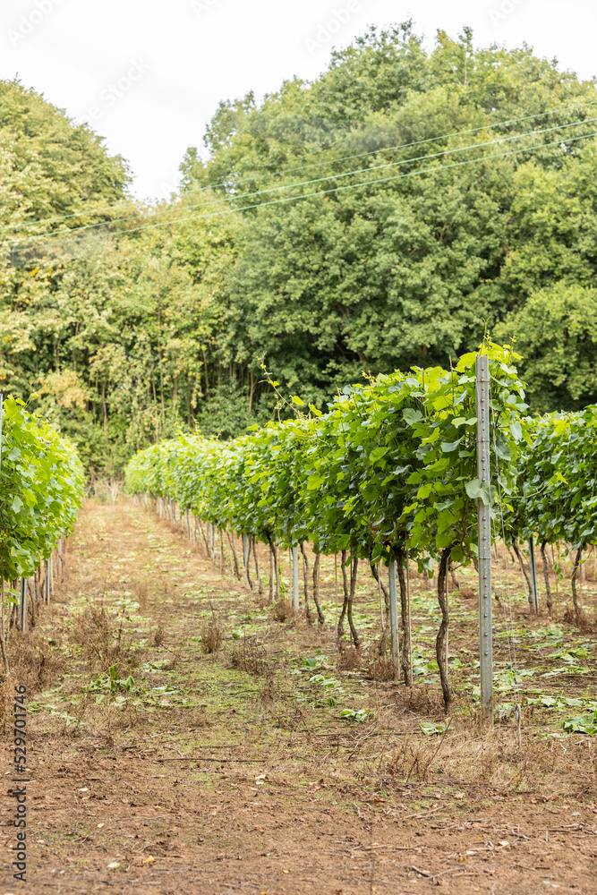 rows of green grape vines commercial harvest