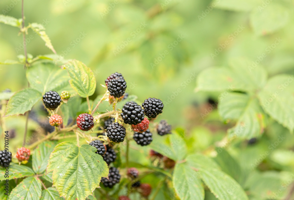 Blackberries grow in the garden. Ripe and unripe blackberries on a bush. food, selective focus