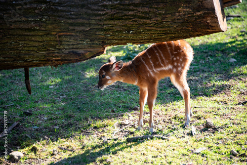 piccolo cucciolo di cervo in un prato soro photo