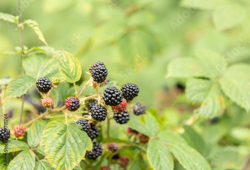 Blackberries grow in the garden. Ripe and unripe blackberries on a bush. food, selective focus