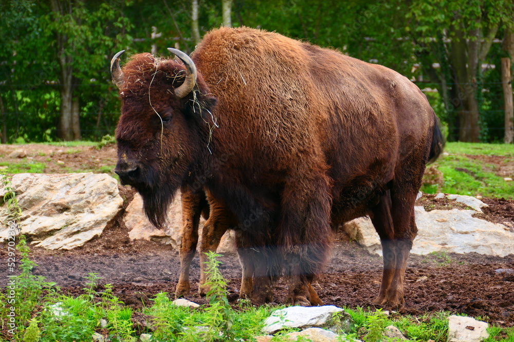 Bison (1)