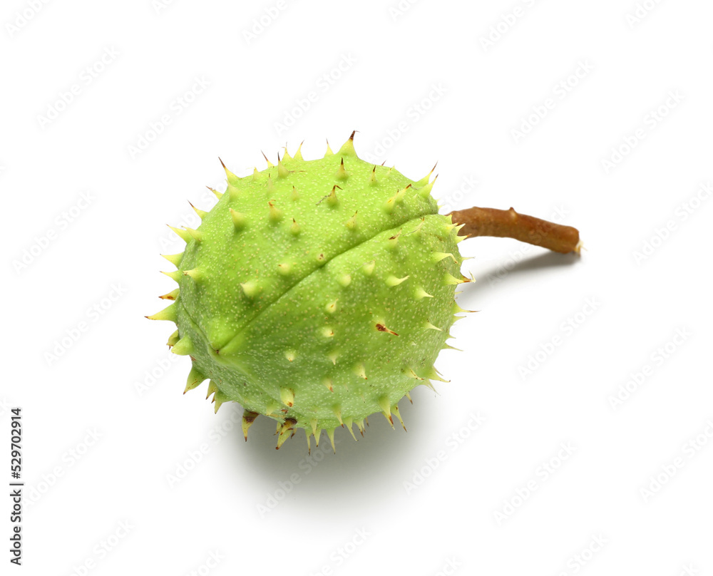 Green chestnut on white background Green chestnut on white background