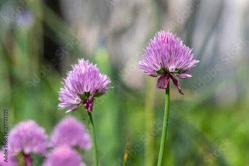 Allium schoenoprasum chives pink violet flowering plant  herbaceous perennial kitchen edible ingredient in bloom