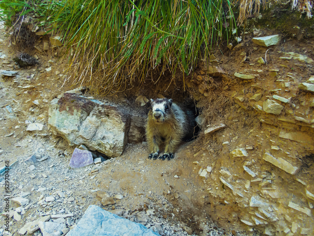 Naklejka premium Marmot standing guard in front of their home