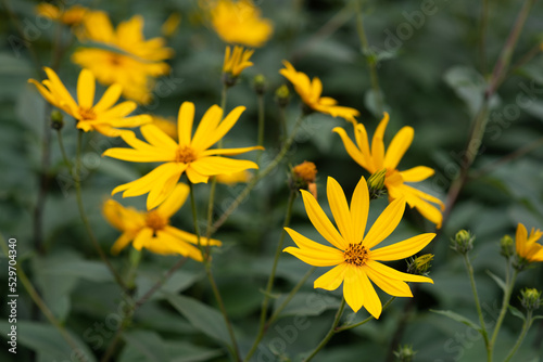 Against the background of dense green foliage in August, bright yellow flowers of Jerusalem artichoke bloom close-up macro