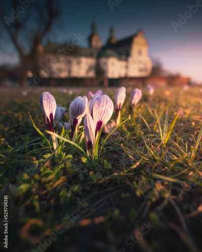 Crocuses and sunset, Krakow. View of the Church on Skałka by the Vistula boulevards. Krokusy i zachód słońca, Kraków. Widok na Kościół na Skałce przy bulwarach wiślanych. Pora roku - wiosna