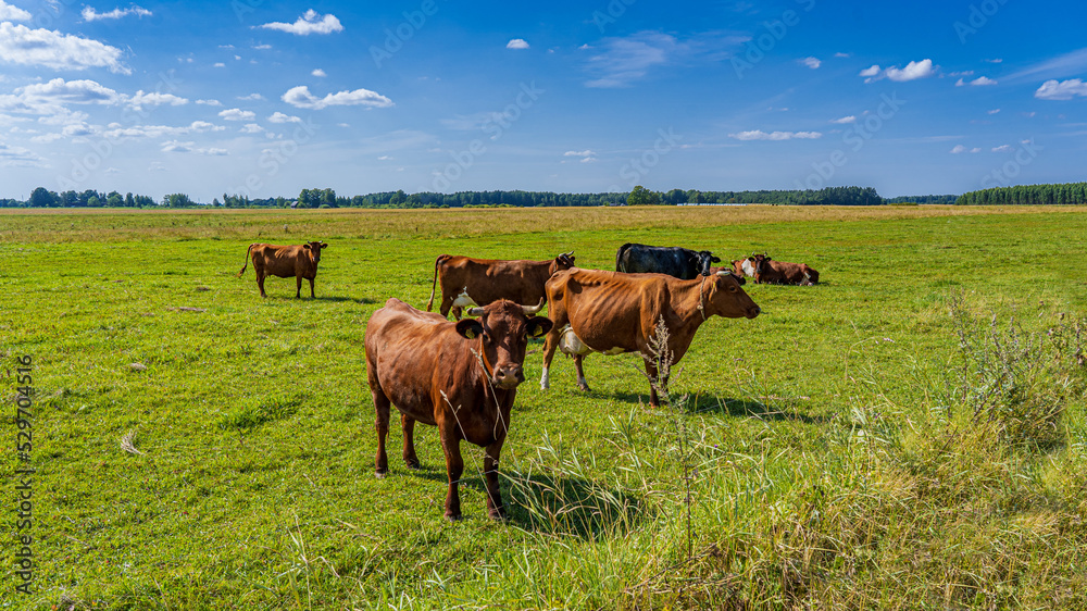 .Brown cows in the pasture, green grass and blue sky. .Brown cows in the pasture, green grass and blue sky.