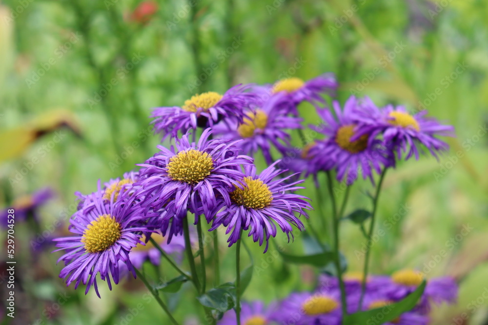 field of purple alpine aster flowers (purple daisies) field of purple alpine aster flowers (purple daisies)