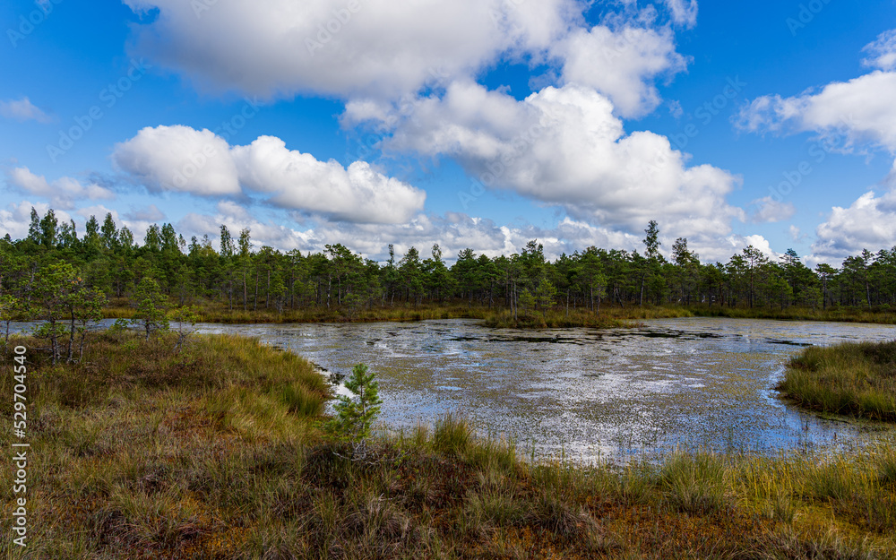 A litle lake in the swamp. Blue sky and white clouds.