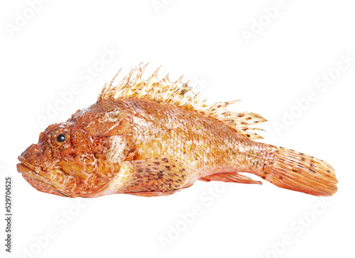 Scorpaena Scrofa orange and red fish. Scorpionfish photo