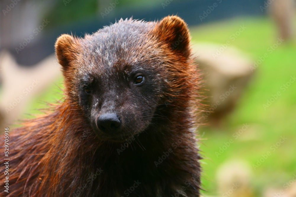 Obraz premium Vielfraß (10)