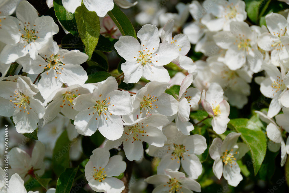 Obraz premium apple tree in full bloom on a sunny April day on island Mainau, Germany 