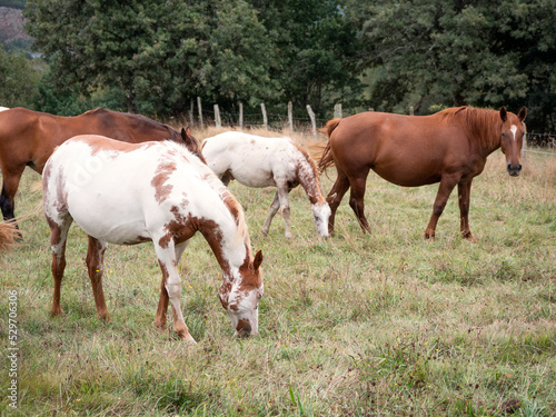 Herd of American pain horse and Hispano breton mares grazing on a summer field.