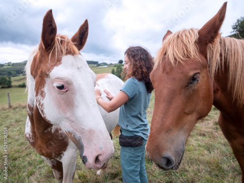 Brunette woman sending healing energy  Reiki like  to an american paint horse  while a Hispano breton horse waits.