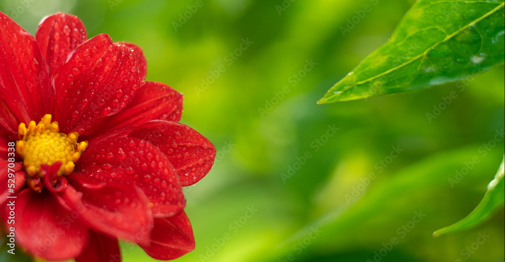 A bud of a red flower on a green background in the park. Rectangular background with a summer flower. A bud of a red flower on a green background in the park. Rectangular background with a summer flower.