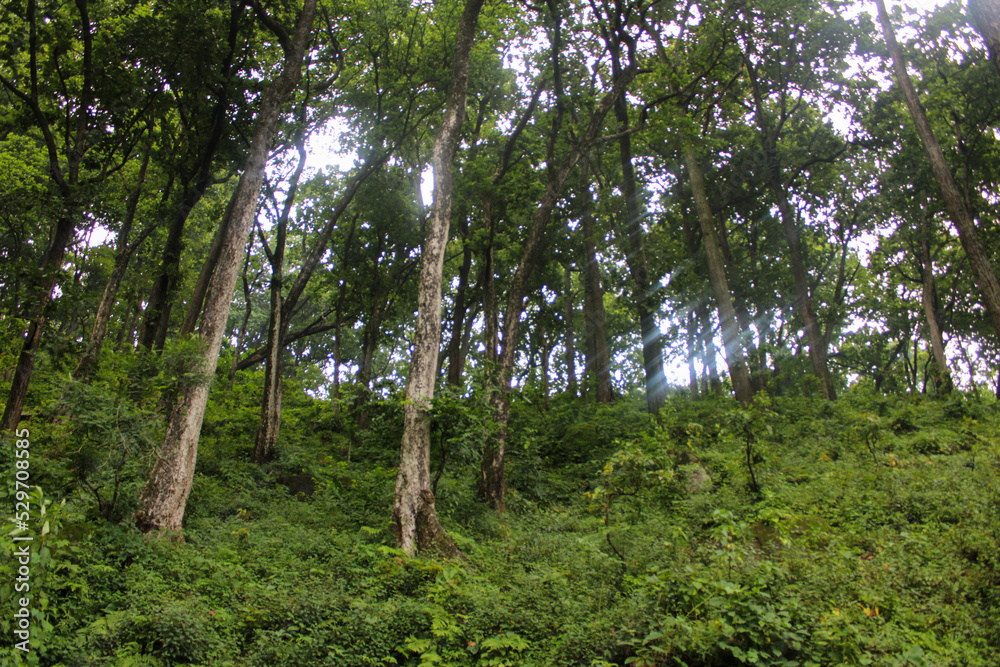 Jungle in the summer contains plants and trees Jungle in the summer contains plants and trees