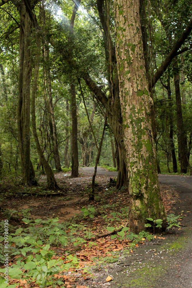 A beautiful road surrounded by trees in the jungle A beautiful road surrounded by trees in the jungle