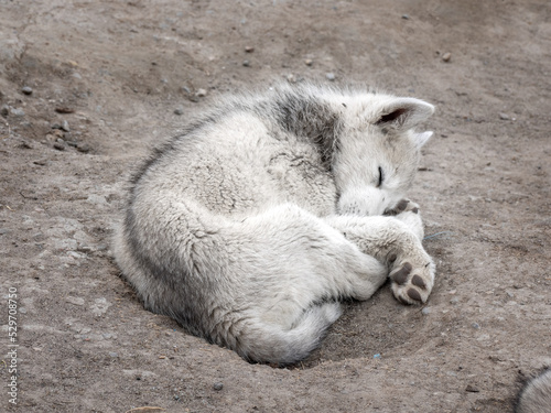 Schilderij op canvas Greenland dog puppy sleeping at the mouth of the Icefjord glacier (Sermeq Kujall