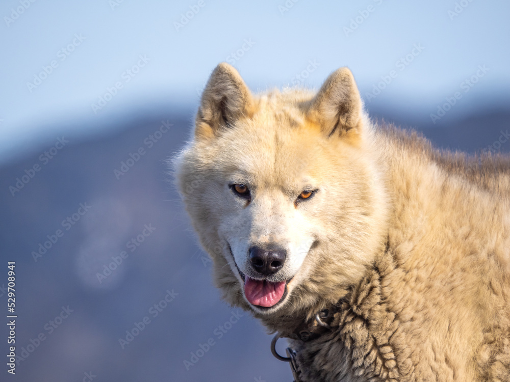 Foto de Greenland Dog portrait series in a kennel in Ilulissat, Western Greenland. The breed is