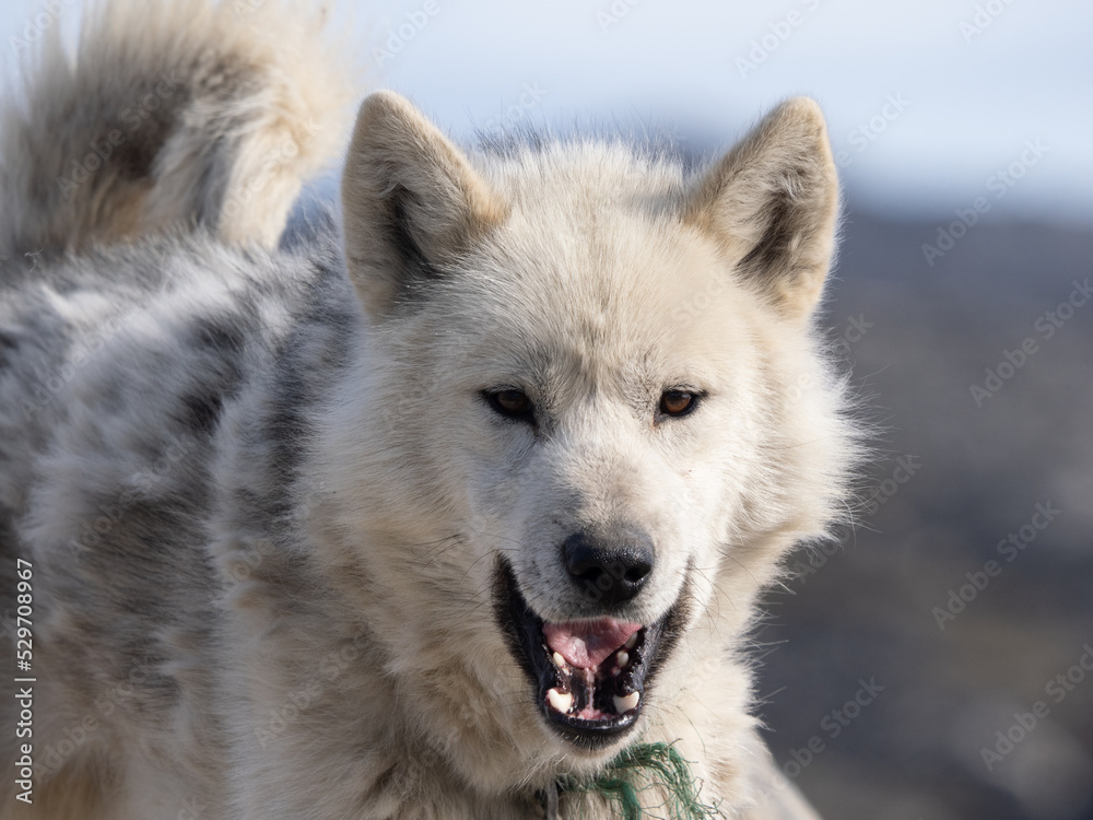 Obraz premium Greenland Dog portrait series in a kennel in Ilulissat, Western Greenland. The breed is considered as nationally and culturally important to the country