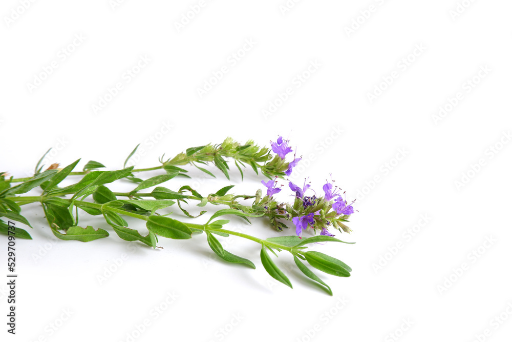 Fototapeta premium Two sprigs of hyssop with green leaves and blue flowers on a white background.