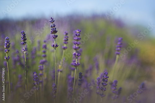 Shallow depth of field photo of lavender flowers  lavandula angustifolia .