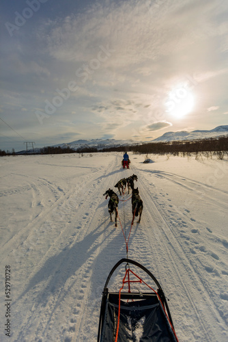 Giro in slitta trainata da cani ad Abisko in Svezia. Natura selvaggia e panorami da favola photo